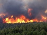 علت-آتش‌سوزی-جنگل-نوشهر-مشخص-نیست