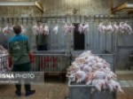 نابسامانی-ادامه-دار-بازار-مرغ-در-کهگیلویه-و-بویراحمد