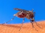 مشاهده-پشه‌های-ناقلِ-یک-ویروس-فلج‌کننده-انسان-در-۷-ایالت-آمریکا