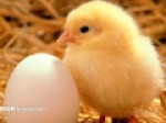 کشتار-گسترده-مرغ‌ها-منجر-به-افزایش-قیمت-تخم-مرغ-شد