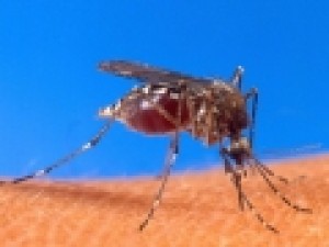 مشاهده-پشه‌های-ناقلِ-یک-ویروس-فلج‌کننده-انسان-در-۷-ایالت-آمریکا
