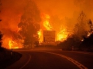 خطر-تلف-شدن-میلیون-ها-حیوان-در-آتش‌سوزی‌های-برزیل