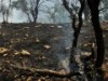 آتش‌سوزی-چه-تاثیری-در-آینده-جنگل‌های-زاگرس-دارد؟