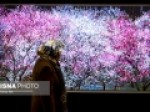 انجام-بیمه-هنرمندان-تجسمی-به-صورت-مجازی 