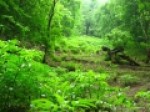 ابلاغ-ثبت-۲۲میراث-ناملموس-به-استاندار-مازندران-ثبت-محمدرضا-اسحاقی
