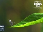 ویدئو-قطعه‌ای-از-موسیقی-فیلم-«زندگی-یک-حشره»