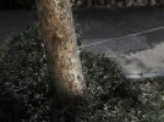 «جایزه-بزرگ»-بلغارها-به-عکاس-ایرانی-رسید