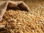 برنامه-ریزی-برای-واگذاری-تولید-۳-رقم-بذر-جو-به-بخش-خصوصی