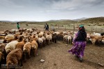 ۳۰۰-میلیارد-تومان-برای-آبرسانی-مناطق-عشایری-اختصاص-داده-می-شود