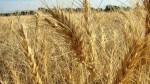 خودکفایی-در-تولید-گندم-برای-چهارمین-سال-متوالی-پرداخت-۳۳۰۰-میلیارد-تومان-به-گندم‌کاران
