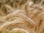 کمیسیون-کشاورزی-مجلس-خواستار-اصلاح-نرخ-خرید-گندم-شد