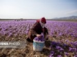 معامله-زعفران-و-زیره-در-بورس-برای-اولین-بار-در-کشور