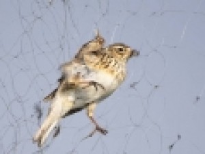 دام‌های-هوایی-برای-صید-پرندگان-در-تالاب-بین‌المللی-شادگان-تصاویر