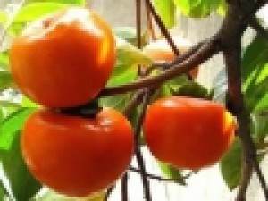 ثبت-ملی-۹-میراث-معنوی-تهران-ثبت-ملی-مهارت-برداشت-خرمالو