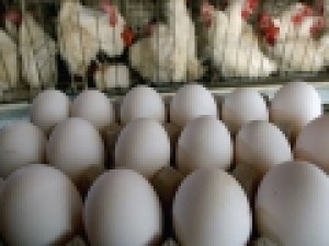 گلایه-تولیدکنندگان-از-نرخ‌-دولت-برای-محصولات-پروتئینی-و-شیرخام