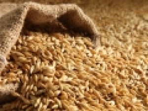 برنامه-ریزی-برای-واگذاری-تولید-۳-رقم-بذر-جو-به-بخش-خصوصی