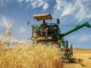 نرخ-پیشنهادی-خرید-تضمینی-گندم؛-۲۵۰۰-تومان