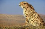 احیای پروژه حفاظت از یوزپلنگ آسیایی بعد از ۶ سال احیای پروژه حفاظت از یوزپلنگ آسیایی بعد از ۶ سال